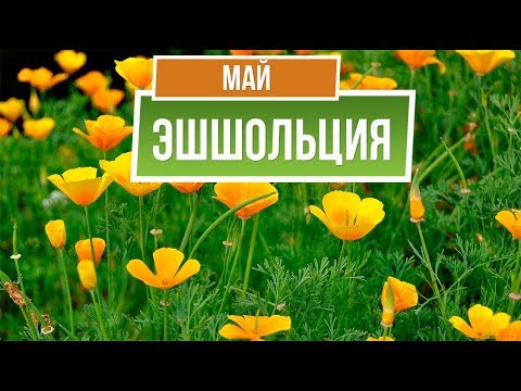 Эшшольция Посадка И Уход Фото