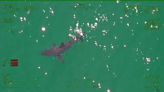 Video of Great White shark spotted 50 yards off shore at Newcomb Hollow Beach in Wellfleet