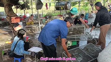 Mùa chuột đồng quê lúa Yên Thành