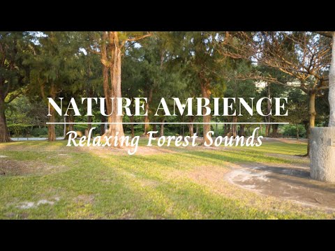 🌳3Hours Calming Nature Sounds, Birds chirping in the Forest | Summer Ambience