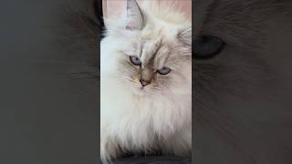#lila #konusankediler #kedivideoları  #cat #komikkedi #cute #cutecat #funny #kediler #kitten #kedi