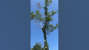 Trimming on the power lines!!#dangerzone #dangerous #goodjob #treeservice #contactus #easttexas #fyp