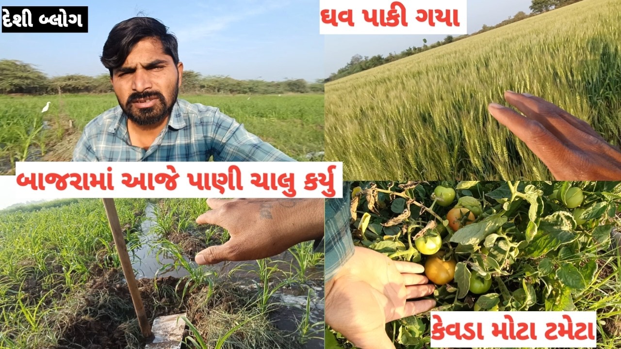 આજે બાજરો પાવાનું ચાલુ કર્યુ || દેશી બ્લોગ ||ખેતીવાડી ના બ્લોગ || Gujju vlogs