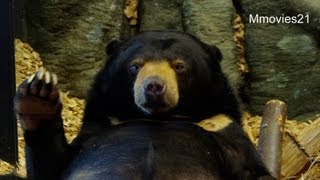 青い瞳のマレーグマ~Blue eyes,Malayan Sun Bear