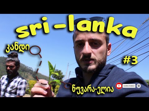 შრი-ლანკა 2020/ ჩაის უდიდესი პლანტაციები / Kandy / Nuwara Eliya / Adam's Peak / E3