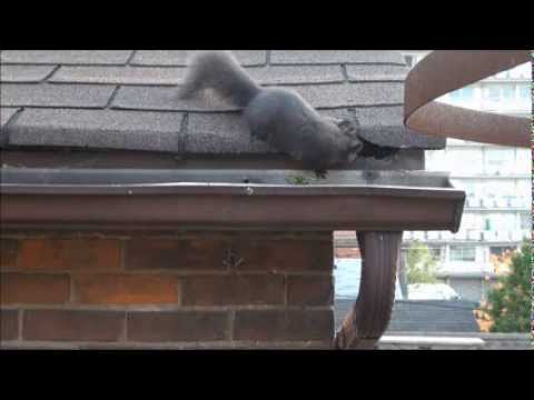 Signs You Have Squirrels In Your House Skedaddle Wildlife