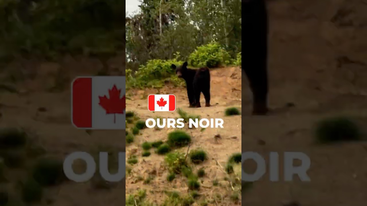 OURS NOIR 🇨🇦 JASPER, ALBERTA #ours #canada #survie
