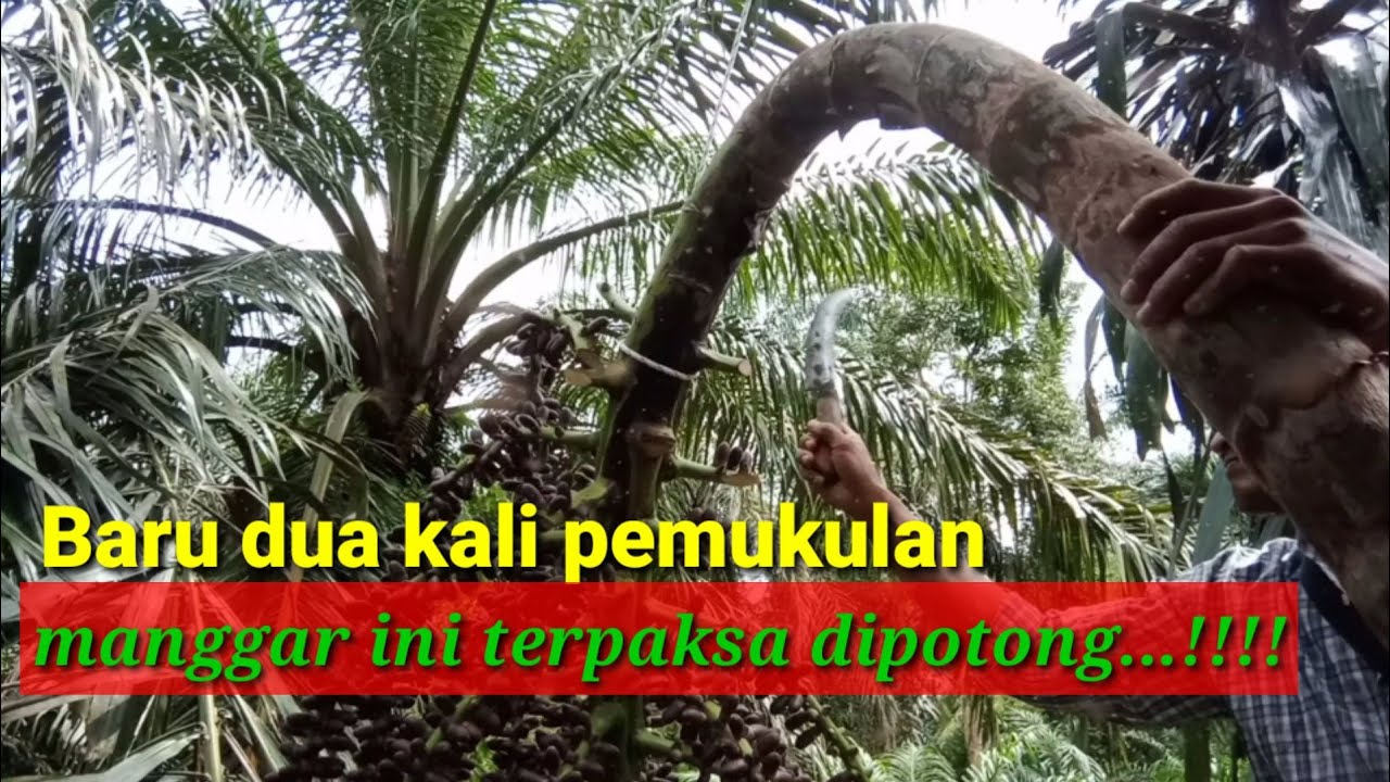 menyadap aren dua kali pemukulan