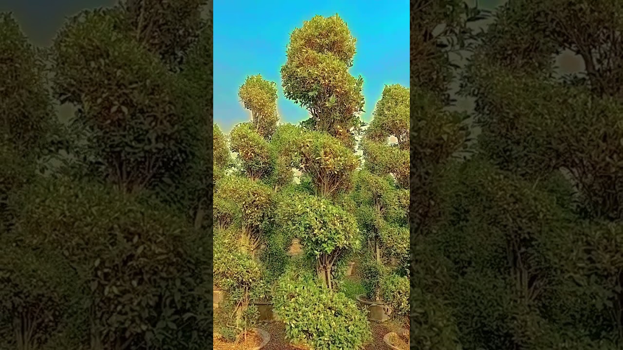 new kaptan nursery form pattoki 