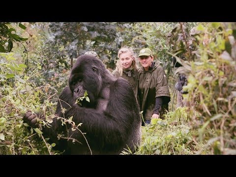 Video: Zeldzame Berggorilla-tweeling Geboren In Rwanda