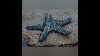 StarFish An Echinoderms by Dreamy Zoo 712 views 10 months ago 4 minutes, 25 seconds