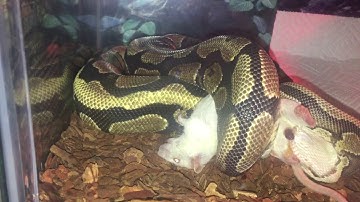 Ball Python VS 2 Adult Mice PT.1 (WARNING:VIEWER DISCRETION ADVISED! VERY GRAPHIC!)