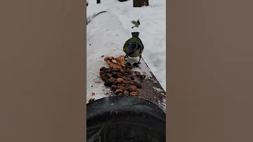 Поползни любят орешки