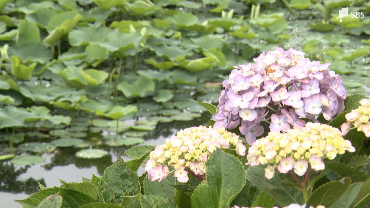 静岡県も梅雨入り 平年より3日遅く2024年より12日早い 東海地方のほか中国、近畿でも発表＝気象庁