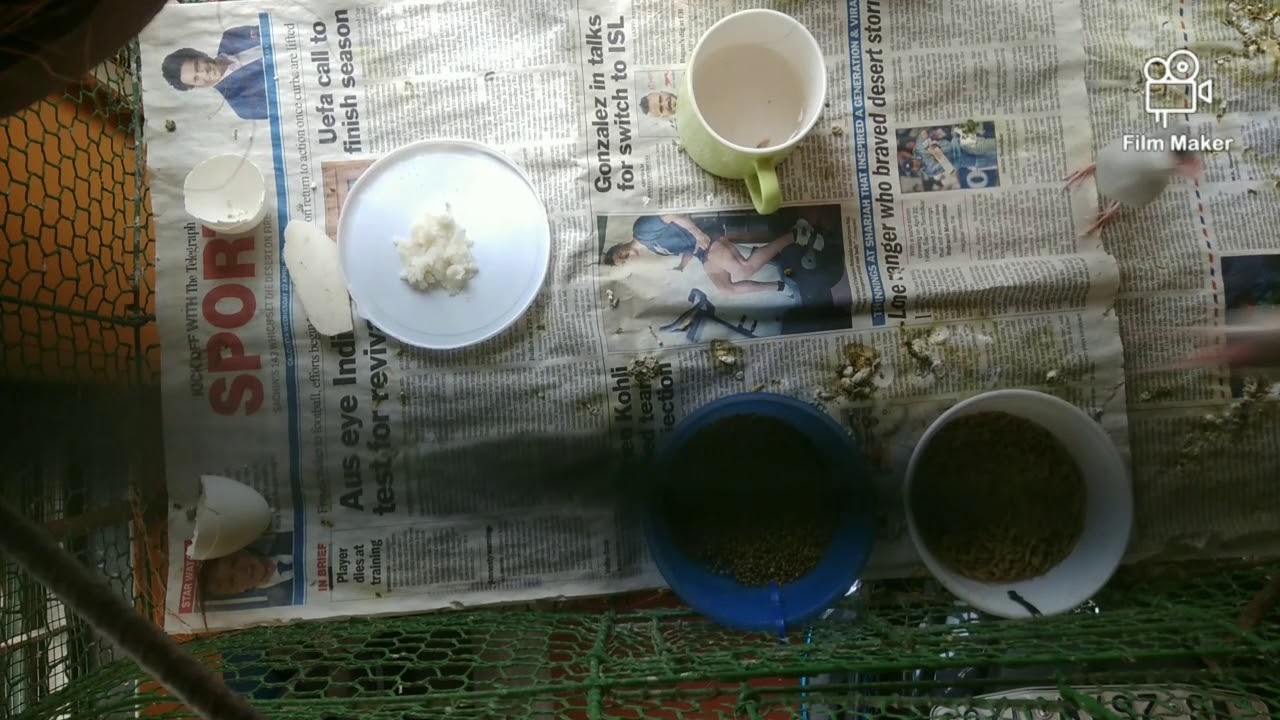 Java Birds Best Food For Breeding and being healthy.... - YouTube