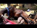 Goat  baby birth amazing