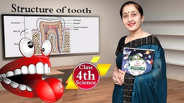 Structure of a Tooth | Digestion (Part 2) |  Class 4 Science | Kanchan Classes