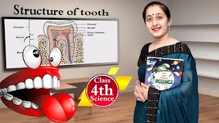 Structure of a Tooth | Digestion (Part 2) |  Class 4 Science | Kanchan Classes Wealth