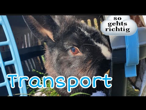 Video: Wie Transportiert Man Kaninchen