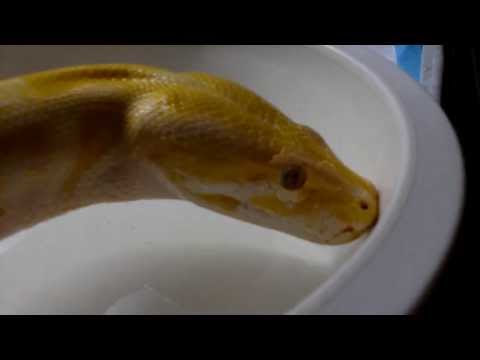Burmese Python Drinking