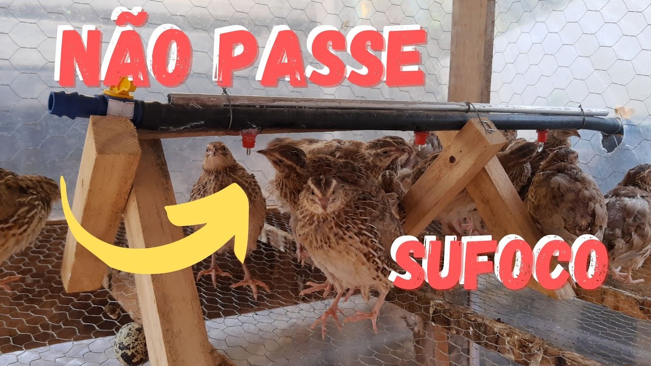 Bebedouro automatico para CODORNA e Aves é outra vida !!!@TILAPIA Minha Vida !