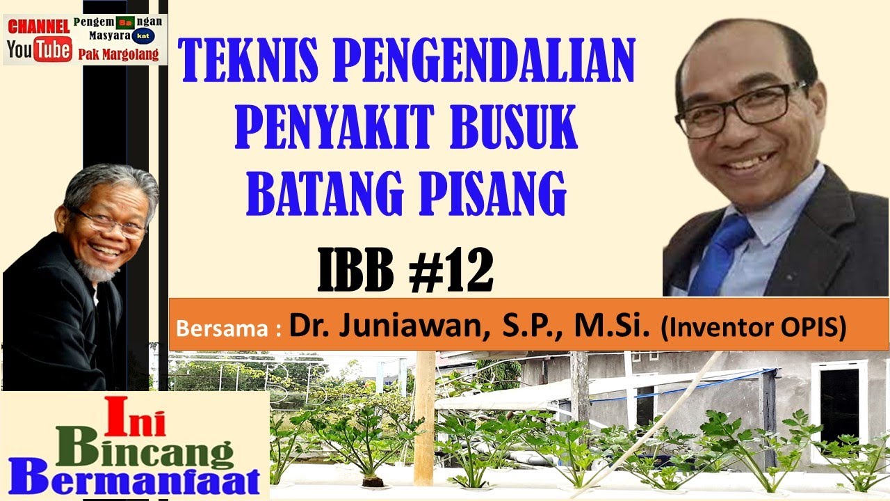Teknik Pengendalian Penyakit Busuk Batang Pisang