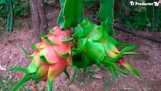 CULTIVO DE PITAHAYA ROJA