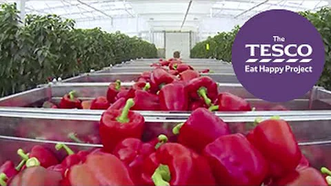 Crunchy Peppers: from farm to fork