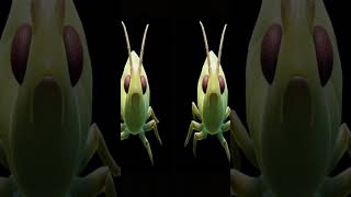 aphid