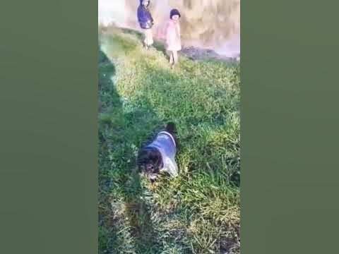 Крутой мопс 😎 - YouTube