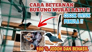 CARA BETERNAK BURUNG MURAI BATU UNTUK PEMULA - 100 % JODOH DAN BERHASIL