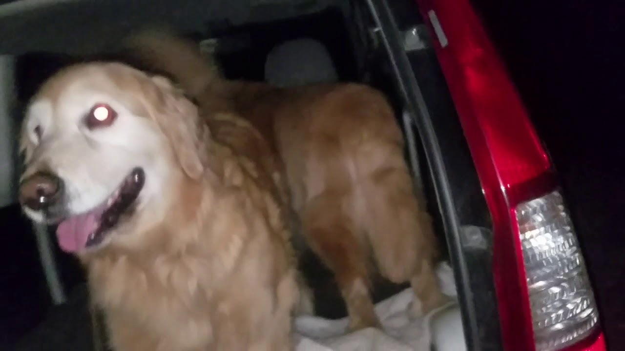癒し動画 うさぎ Deer discovery! But, it is not reflected. Golden Retriever