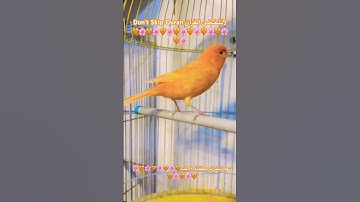 تلاوه خاشعه من الذكر الحكيم #parrot #parrotparrot #foryou #اكسبلور #birds #cutebird #cuteparrot