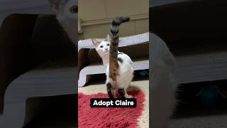 🐈 Adopt Claire: A Sweet Soul 🐾