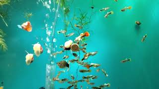 Trying Sera O-Nip Tabs