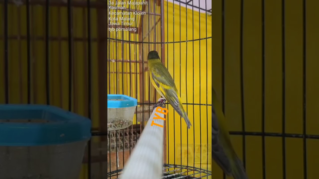 BHS(Black Hooded Siskin) Dilution Singing