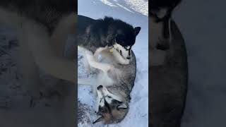 Play Fighting Is Dog Ed #alaskanmalamutes #sleddogs #dogbehaviour by BUBCvision 223 views 3 months ago 1 minute, 22 seconds