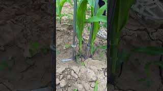 🌽🌱 Manual Seedling Transplanter Tool for Easy Crop Transplanting #shorts
