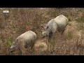 Young Rhinos Play Kiss Chase | Asia | BBC Earth