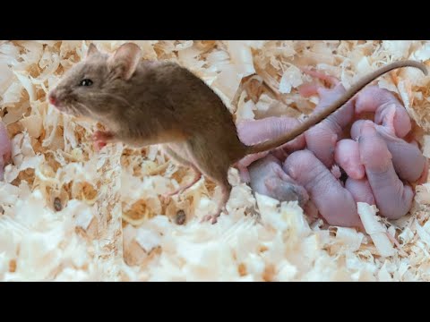 فيديو: كيف تولد الفئران