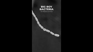 Big Boy Bacteria 🦠 | Think Inc.