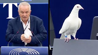 MEP releases 'dove of peace' in European parliament