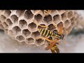 #41Miércoles de Salud/Recomendaciones para el manejo de picadura de abejas