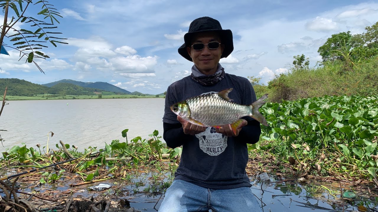 Câu cá tự nhiên , câu cá mè vinh