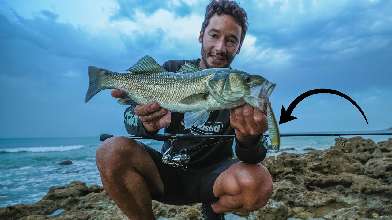 Robalos à Superfície desta forma...