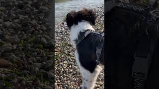 Border Collie At The Beach
