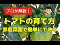 【トマト】植木鉢プランターで育てる方法！家庭菜園で簡単にミニトマトも栽培できる