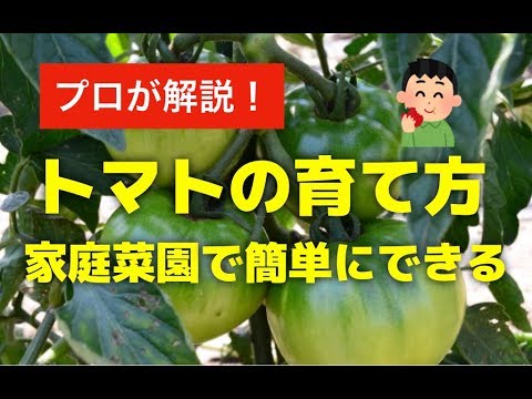 トマト 植木鉢プランターで育てる方法 家庭菜園で簡単にミニトマトも栽培できる Youtube