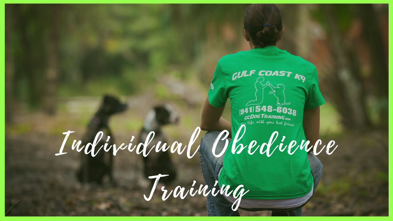 Individual Obedience Training Dog Training Video YouTube