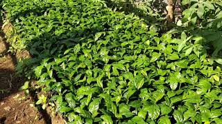 arabica Coffee Cultivation Fertilizing Coffee Seedlings